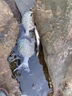 北溟魚(yú)日本磯釣竿北冥磯竿三號五號遠投竿魚(yú)竿手海兩用大導環(huán)滑瓢竿 日本碳素5號19調 高碳3.6米單竿+實(shí)心竿稍 曬單實(shí)拍圖