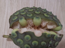 南步蓮蓬新鮮【順豐速發(fā)】湘潭太空水果嫩蓮蓬生吃洪湖新鮮蓮子帶蓮蓬 凈重3斤 鮮蓮蓬【18-24個(gè)】 曬單實(shí)拍圖