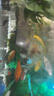 錦鯉魚(yú)金魚(yú)活魚(yú)黃金鯉黑錦鯉紅色魚(yú)白錦鯉小型耐活好養冷水蝴蝶鯉 6-8cm黑白紅黃四種顏色11條 曬單實(shí)拍圖
