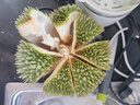 金尼堯紅肉榴蓮馬來(lái)西亞D101液氮冷凍水果精選4房 3.0-3.5斤【力薦果 保4房】 曬單實(shí)拍圖