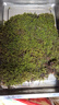 魚(yú)缸造景鮮活苔蘚 微景觀(guān)青苔景觀(guān)植物鋪面蘚搭配庭院桌面 大灰苔蘚30*30一片 曬單實(shí)拍圖