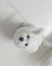 REICHOLD英國狗狗沐浴露寵物藥浴香波貓咪沐浴露真籣止癢護毛狗癬皮膚護理 曬單實拍圖