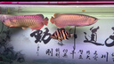 曉之魚龍魚專用燈發(fā)色誘色增色T5原子燈nec金龍紅龍魚烤色燈防水魚缸燈 【紫紅】90厘米39瓦15000k紅龍燈T5 曬單實(shí)拍圖