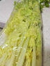 馬家溝芹菜平度特產(chǎn)】4斤順豐包郵新鮮正宗空心大葉黃綠玻璃脆蔬菜現(xiàn)摘 北方冬天發(fā)泡沫箱：貢品芹菜4斤 曬單實拍圖
