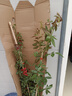 四季開(kāi)花薔薇花苗多花月季花苗特大花大苗濃香型爬藤攀援植物歐月 紅龍1-1.3米左右【精選大苗】 曬單實(shí)拍圖