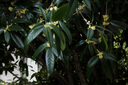 松下（Panasonic）ZS99 長(cháng)焦便攜數碼相機/卡片機 30倍光學(xué)變焦 小巧便攜 Type-C接口 銀色 曬單實(shí)拍圖