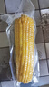 京鮮生 東北黃糯玉米250g*10棒 新鮮甜糯玉米棒真空包裝粘玉米 源頭直發(fā) 曬單實拍圖