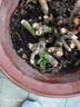 玫瑰花苗老樁特大花花卉綠植物盆栽月季薔薇室內(nèi)外陽臺四季 玫瑰花老樁/顏色混搭3棵 曬單實(shí)拍圖