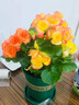四季海棠麗格海棠重瓣玫瑰海棠盆栽花卉觀花植物室內(nèi)四季開花帶花 黃色+橙色黃心 【原土原盆帶花發(fā)貨】 曬單實(shí)拍圖