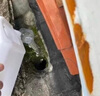 JCZS德國品牌化糞池溶解劑旱廁糞便下水道除臭化糞劑微生物強力溶解化 款【2500mL 5斤裝】化糞池溶解劑 曬單實(shí)拍圖