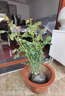 墨耘蒼灌木月季大苗特大花濃香陽臺(tái)庭院花卉植物盆栽薔薇四季玫瑰花苗 珊瑚果凍 灌木大苗30cm左右高度帶土球發(fā)貨 曬單實(shí)拍圖