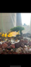坤寧王魚蟲清魚缸殺蟲藥驅(qū)觀賞魚體內(nèi)外寄生蟲白點(diǎn)頭洞蛋白蟲敵百蟲魚藥 曬單實(shí)拍圖