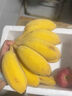 廣西特產(chǎn)西貢蕉 新鮮banana香蕉 新鮮水果現砍現發(fā)貨 凈重2斤裝 曬單實(shí)拍圖