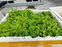北蔬 蔬菜種子苗生菜菠菜小香蔥芹菜陽(yáng)臺(tái)四季菜種籽 12種蔬菜種子套餐 曬單實(shí)拍圖