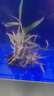 逸樂(lè )寵魚(yú)缸水草活體魚(yú)缸造景懶人水草套餐有莖類(lèi)水榕前中后景水蘭珍珠皇冠真水草水蘭水族箱裝飾小魚(yú)缸造景 南美青竹10顆配陶瓷環(huán) 曬單實(shí)拍圖