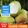京喜加正宗河北香梨新梨七號特級脆甜多汁 帶箱1斤裝凈重0.8斤左右 曬單實(shí)拍圖