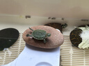德彩（tetra）德國德彩進(jìn)口水族龜糧兩棲半水龜糧蛋龜巴西草龜調(diào)理腸胃烏龜飼料 德彩baby小粒龜糧65g初生幼龜 曬單實(shí)拍圖