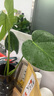開背龜背竹水培室內(nèi)客廳綠植盆栽四季好養(yǎng)辦公室桌面水養(yǎng)植物花卉 精品龜背竹一顆（2片葉子） 整體（高50-60cm）（帶吊卡） 曬單實拍圖