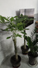 臨雅發(fā)財樹綠植物客廳盆栽大棵室內(nèi)擺大型步步高招財樹辦公室喬遷開業(yè) 獨桿發(fā)財樹1.3-1.4米+福字款 曬單實拍圖
