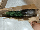愛你一萬年苔蘚球微景觀植物盆栽竹柏菖蒲辦公室內(nèi)花卉綠植桌面苔蘚球好養(yǎng)活 鐵線蕨苔蘚球（無托盤） 曬單實(shí)拍圖