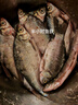 龍王恨魚(yú)餌藍鯽X5新三樣腥香餌料休閑野釣四季鯽魚(yú)鯉魚(yú)草魚(yú)老三樣窩料 高溫新三樣(共720g/3包) 曬單實(shí)拍圖
