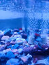尼特利（NETLEA）氧氣泵充電式交直流增氧泵養魚(yú)水族箱打氧泵智控氣泵魚(yú)缸客廳家用 4號增氧泵5V藍牙長(cháng)續航配件版 黑 曬單實(shí)拍圖