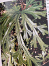 中國石松類和蕨類植物 曬單實拍圖