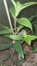 四季開(kāi)花巴西野牡丹 紫牡丹 適合全陽(yáng)環(huán)境種植 紫色野牡丹花苗 巴西野牡丹 巴西野牡丹小苗3顆 曬單實(shí)拍圖