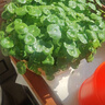 銅錢(qián)草水培植物辦公室桌面盆栽金錢(qián)草花卉室內水養綠植吸甲醛 白色一盆 不含盆 曬單實(shí)拍圖