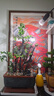 三思夾子植物燈led室內(nèi)全光譜綠植盆栽花卉分區(qū)補(bǔ)光燈-10W定時(shí) 曬單實(shí)拍圖
