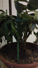 蟹爪蘭專用支架植物防倒伏支架桿加粗多層設(shè)計(jì)造型固定支架爬藤架 高25CM*8支【2個(gè)正圓】 曬單實(shí)拍圖