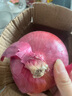 仙果春天新鮮洋蔥紫皮圓蔥大個洋蔥頭農(nóng)家自種蔬菜 洋蔥3斤 3斤 曬單實拍圖