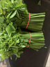 樹仔菜新鮮潮汕菜五指山野菜當(dāng)季天綠涼拌菜酒樓食材特色蔬菜 1斤 順豐 曬單實(shí)拍圖