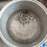 羅非魚苗特大種脆肉新吉富全雄性羅非魚活體淡水養(yǎng)殖食用單性魚苗 羅非魚苗3-5公分 30條送10%防損 曬單實(shí)拍圖