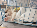 果粒之星純種柯基幼犬小型犬活體短腿柯基活體寵物狗威爾士三色柯基犬 寵物級 起售 曬單實拍圖