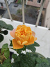 育苗噴頭澆菜花園灑水園林澆花水槍神器農用1500目2000目灑水槍 適用于多種水壓（出水細膩） 帶開(kāi)關(guān)育苗噴頭/4分軟管使用 曬單實(shí)拍圖