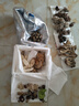 知鮮之鮮新鮮云南野生菌組合【順豐空運】羊肚菌牛肝菌見手青煲湯火鍋食材 新鮮野生菌組合 兩斤裝 曬單實拍圖