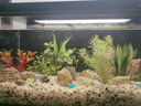 瘋狂水草千層石魚缸石頭觀賞石造景套餐擺件布景造景石材天然裝飾烏龜曬臺(tái) 千層石 （5-8cm）約1-2塊 曬單實(shí)拍圖