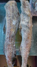 京喜加銀鱈魚(yú)內臟去頭明太魚(yú)狹鱈魚(yú)整條無(wú)頭冷凍海鮮 無(wú)冰衣鱈魚(yú) 簡(jiǎn)裝 1kg 【3~4條】 曬單實(shí)拍圖