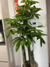 臨雅喬遷開(kāi)業(yè)發(fā)財樹(shù)綠植客廳大盆栽門(mén)店擺放凈化空氣室內辦公室植物 步步高發(fā)財樹(shù)1.5-1.6米[金邊盆] 曬單實(shí)拍圖
