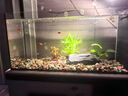 瘋狂水草魚缸造景裝飾溪流石底部砂石天然溪流缸南美缸造景石烏龜躲避曬臺(tái) 6斤原生溪流片石 大型 【數(shù)量按斤隨機(jī)發(fā)】 曬單實(shí)拍圖