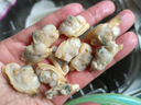 新鮮花甲肉活剝蜆子肉急凍去殼純?nèi)鉄o沙冷凍蛤蜊文蛤貝殼肉 活剝蛤蜊肉3斤 曬單實拍圖
