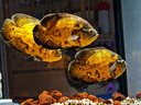 森森油膜處理器魚(yú)缸除油污器水族箱內(nèi)置過(guò)濾器增氧過(guò)濾泵去除浮油 JY03油膜處理器 曬單實(shí)拍圖