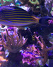 美國進(jìn)口海洋牌魚加蒜顆粒魚食薄片葷食素食海水魚高檔品質(zhì)魚糧 素食-小粒-100克 曬單實拍圖