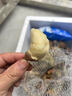 橙小士【順豐快遞】湖北洪湖嫩菱角新鮮生新鮮脆甜嫩生吃大青棱角凌角 3斤新鮮菱角 曬單實(shí)拍圖