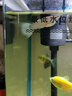 瘋狂水草魚(yú)缸除螺劑專(zhuān)用滅螺劑除扁螺滅螺魚(yú)安除渦蟲(chóng)草缸除蝸牛劑 除螺劑15ml裝/2瓶 曬單實(shí)拍圖