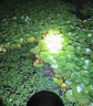 德國夜釣強光超長續(xù)航72小時雙鋰電池變焦頭燈強光充電超亮防水 (70%人選擇)[白激光遠程版6-80h] 曬單實拍圖