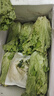 意大利生菜沙拉蔬菜生吃蔬菜現(xiàn)摘現(xiàn)發(fā)火鍋刷菜烤肉包菜新鮮批發(fā) 商超精品去壞葉五斤裝 曬單實(shí)拍圖