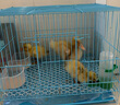 威畢雞籠鴨籠鴿子籠折疊飼養(yǎng)箱育雛家用養(yǎng)殖小雞籠加密鵪鶉籠小黃鴨籠 小號腳墊清潔套餐 曬單實拍圖