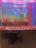 百綸木千草金魚觀賞魚冷水魚不加溫新手好養(yǎng)純種鳳尾大紅草魚苗 5-7cm草金魚50條 送魚糧 曬單實拍圖